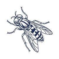 Display of Spilomyia Longicornis on Clean White Background vector