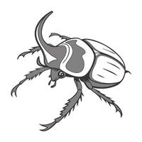 Display of Stauroderus on Clean White Background vector