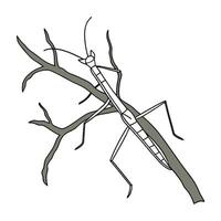 Display of Stick Insect on Clean White Surface vector