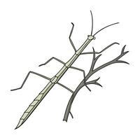 Stick Insect Featured on Bright White Surface vector