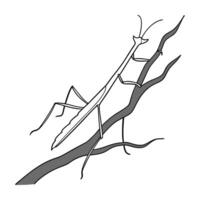 Dramatic Capture of Stick Insect on White vector