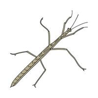 Realistic Stick Insect on White Background vector