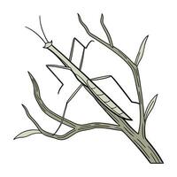 Dramatic View of Stick Insect on Clean White Background vector