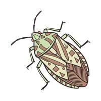 Stink Bug on Bright White Background vector