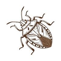 Stink Bug Featured on Bright White Surface vector