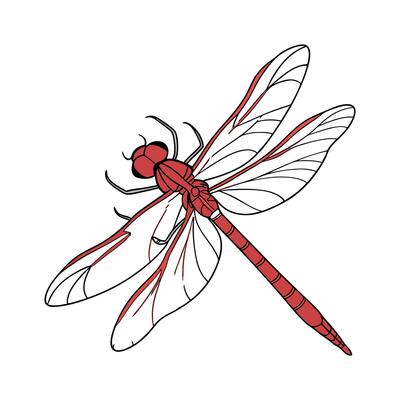Sympetrum Sanguineum on Bright White Background