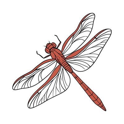 Dramatic Capture of Sympetrum Sanguineum on White