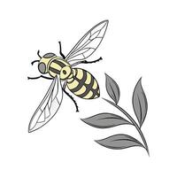 Syrphus Ribesii Featured on Bright White Surface vector