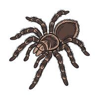 Dramatic Capture of Tarantula on White vector