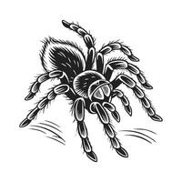 Tarantula Illustration on a Bright Background vector