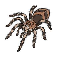 Realistic Tarantula on a White Background vector
