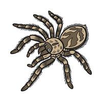 Display of Tarantula on Bright White Background vector