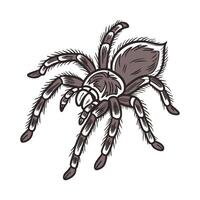 Dramatic View of Tarantula on Clean White Surface vector