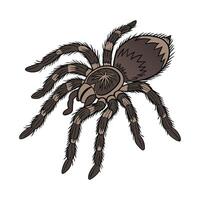 Tarantula Displayed on Clean White Background vector