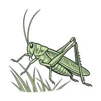 Tettigonia Viridissima on Bright White Surface vector