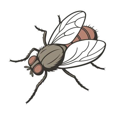 Display of Thermobia Domestica on Clean White Background