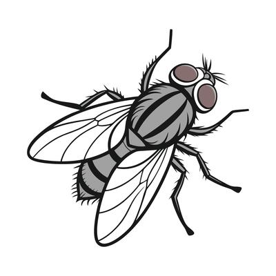Tsetse Fly on Bright White Surface