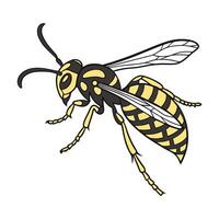 Display of Vespa Crabro on Clean White Background vector