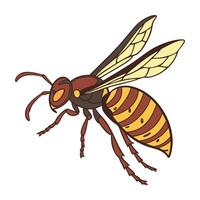 Vespa Mandarinia Featured on Bright White Surface vector