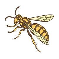 Display of Vespa Velutina on Clean White Background vector