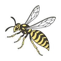 Display of Vespula Germanica on Clean White Background vector