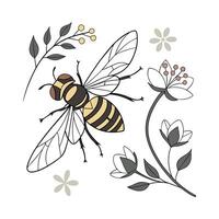 Display of Volucella Pellucens on Clean White Background vector