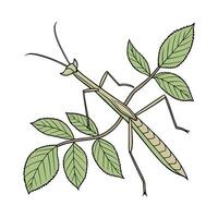 Stylized Walking Stick Insect on White Background vector