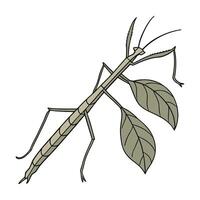 Realistic Walking Stick Insect on Clean White vector