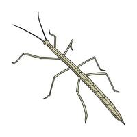 Walking Stick Insect Featured on Bright White Surface vector