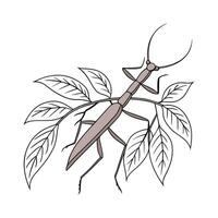 Unique Walking Stick Insect Illustration on White vector