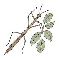 Dramatic View of Walking Stick Insect on White vector
