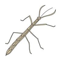 Walking Stick Insect Featured on Clean White Surface vector