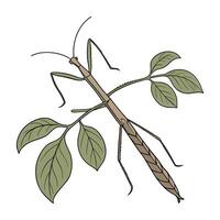 Display of Walking Stick Insect on Bright White Background vector