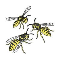 Wasps on Bright White Background vector
