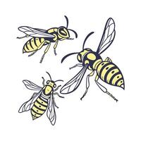 Wasps Featured on Bright White Surface vector