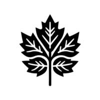 Bold, symmetrical illustration of a single stylized black maple leaf silhouette, with intricate vein detail, set against a stark white background. vector