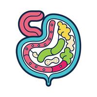 Colonization of the Human Intestine by Bacteria Illustrated vector