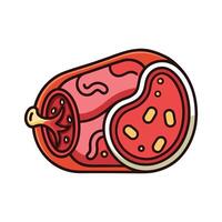 Bacteria Found in Fermented Meat Products Like Salami vector