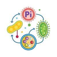 Bacterial Conjugation through Pili Exchange Mechanism vector