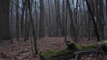 A person dressed in outdoor clothing walks through a quiet forest, surrounded by tall trees and fallen leaves, during dusk. The atmosphere is calm and tranquil. video