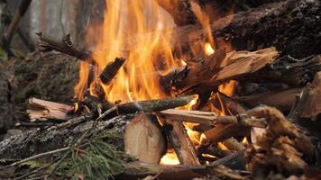 Close-up of a person chopping logs with an axe in a snowy forest. The logs have bark partially stripped, indicating wood processing for fire or shelter. video
