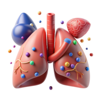 impressive traditional Respiratory System Front View Diagram Transparent for Pulmonary Studies genuine png