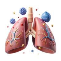 wonderful minimalist Respiratory System Front View Diagram Transparent for Pulmonary Studies png