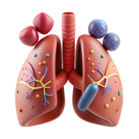 wonderful rustic Respiratory System Front View Diagram Transparent for Pulmonary Studies authentic png