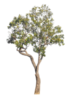 Green tree isolated on transpTrees isolated on transparent background, tropical trees isolated used for design.arent background, png