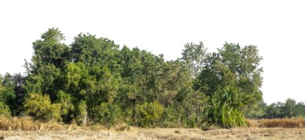 Green tree isolated on transparent background, Trees isolated ontransparent background, tropical trees isolated used for design. png