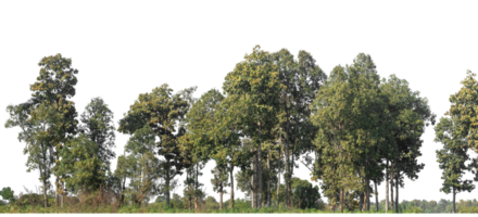 Trees isolated on transparent background. are Forest and foliage in summer for both printing and web pages with cut path and alpha channel png