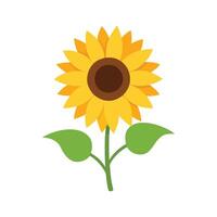 Sunflower isolated, simple vector