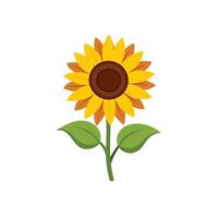 Sunflower isolated on white background, vector