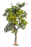 Trees isolated on transparent background, tropical trees isolated used for design. png